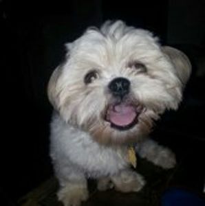 Meet your Posher, Eujeania